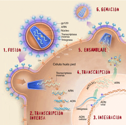 Imagen: Fases del ciclo vital del VIH