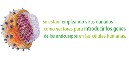 Destacado: Se están  empleando virus dañados  como vectores para introducir los genes de los anticuerpos en las células humanas.
