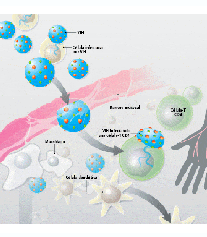 Imagen: Interacción VIH i sistema immunitario 1