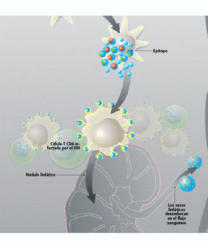 Imagen: Interacción VIH i sistema immunitario 2