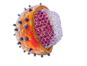 VAX, investigación sobre vacunas del sida